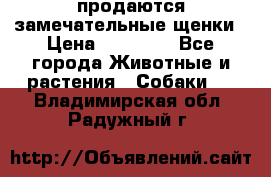 продаются замечательные щенки › Цена ­ 10 000 - Все города Животные и растения » Собаки   . Владимирская обл.,Радужный г.